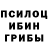 Псилоцибиновые грибы Cubensis Machiavellian